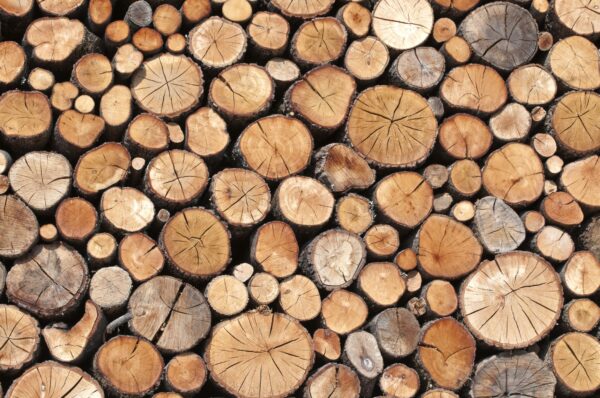 Продаж круглої деревини на відкритих торгах в системі Prozorro